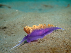 Flabellinopsis iodinea