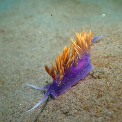 Flabellinopsis iodinea