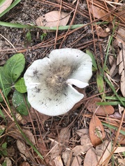 Russula crustosa