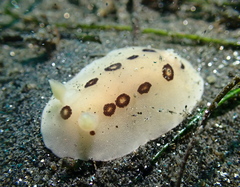 Diaulula sandiegensis