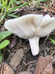 Russula crustosa