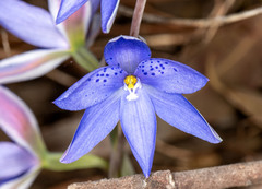 Thelymitra ixioides