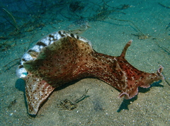 Aplysia californica