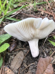 Russula crustosa