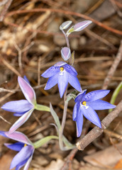 Thelymitra ixioides