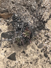 Dudleya acuminata