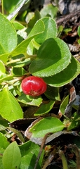 Gaultheria humifusa