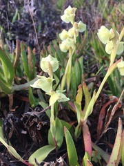 Pterygodium catholicum