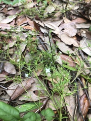 Polypremum procumbens