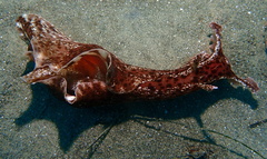 Aplysia californica