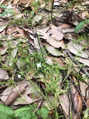Polypremum procumbens