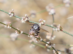 Megachilidae