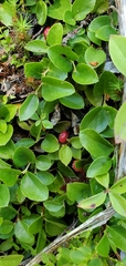 Gaultheria humifusa
