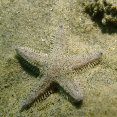 Astropecten