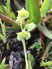 Pterygodium catholicum