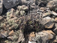Dudleya acuminata