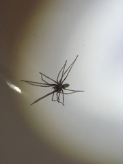 Eratigena atrica