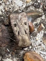 Agrotis exclamationis