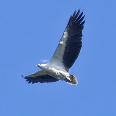 Haliaeetus leucogaster