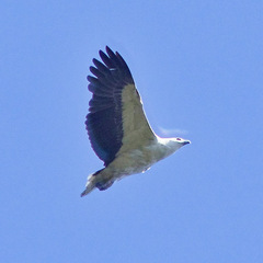 Haliaeetus leucogaster