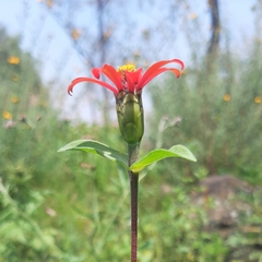 Zinnia peruviana
