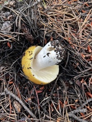 Russula