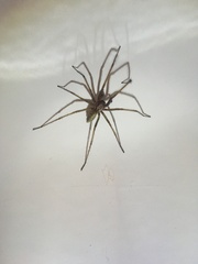 Eratigena atrica