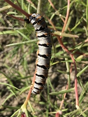 Euscirrhopterus gloveri