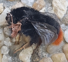 Bombus lapidarius
