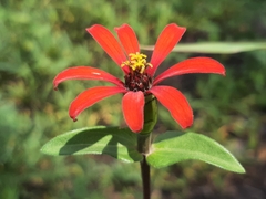 Zinnia peruviana