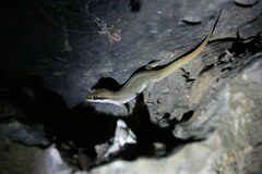 Dixonius melanostictus