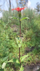 Zinnia peruviana