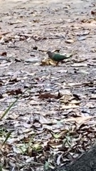 Chalcophaps longirostris