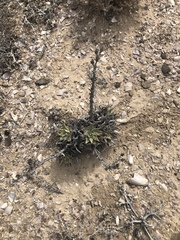 Dudleya acuminata