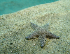 Astropecten