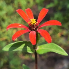 Zinnia peruviana