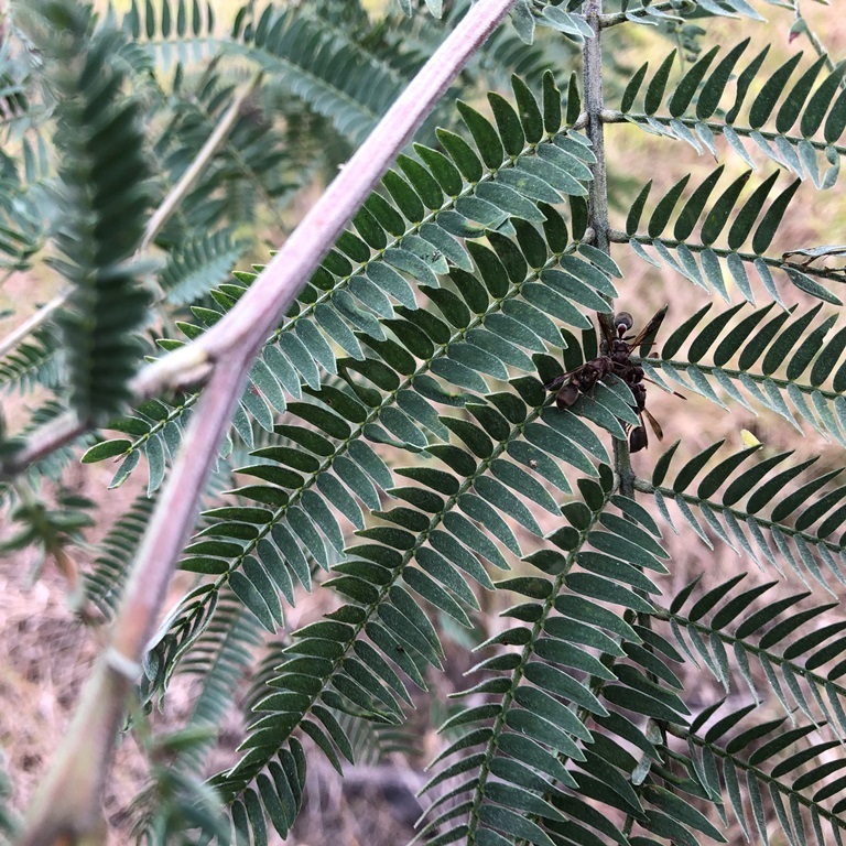 Hickory wattle
