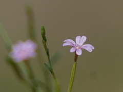 Epilobium brachycarpum