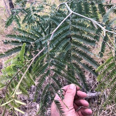 Acacia glaucocarpa