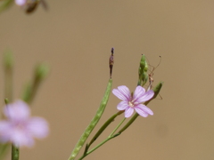 Epilobium brachycarpum
