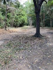 Chalcophaps longirostris