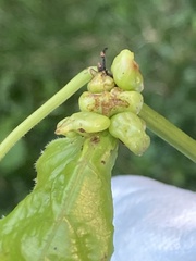 Ampelomyia vitiscoryloides