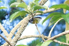 Coereba flaveola
