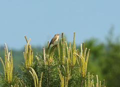 Acrocephalus schoenobaenus