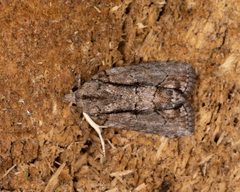 Etanna clopaea