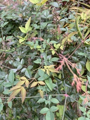 Nandina domestica