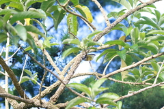 Coereba flaveola