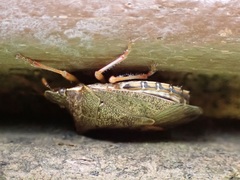 Podisus maculiventris