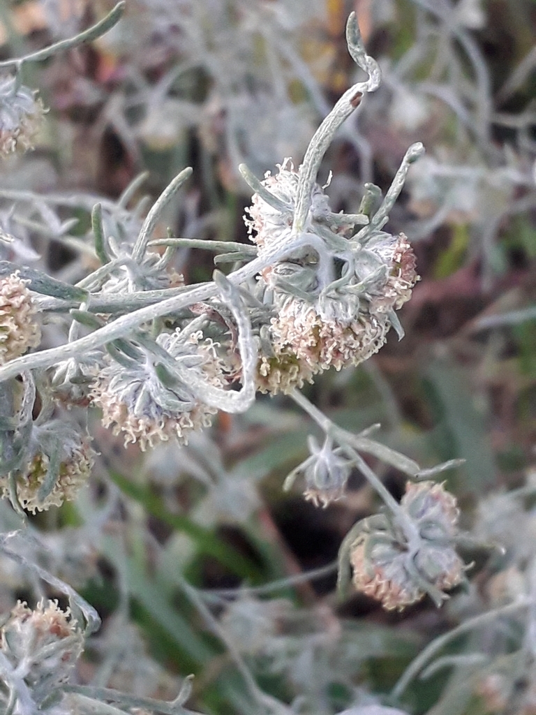 Artemisia jacutica