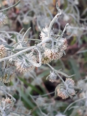 Artemisia jacutica